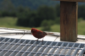 合歡山的幾隻鳥兒們