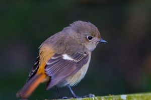 龜山島拍鳥-胖妞