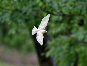 456打鳥記 - 風雨中飛行 ~ 白燕子