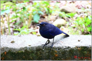 台中Wang~~牡丹系終篇...多花系