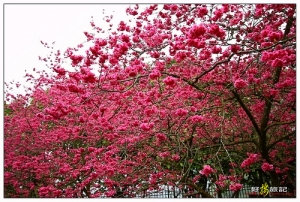 緋紅櫻之戀．九族櫻花大滿開囉！