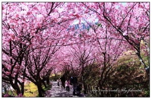 武陵農場-粉紅の浪漫