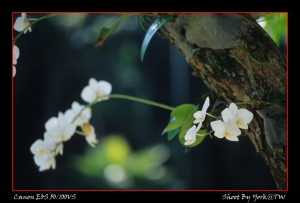 蘭花、綠葉、知本