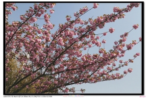 中國櫻花--請指教--an eye--