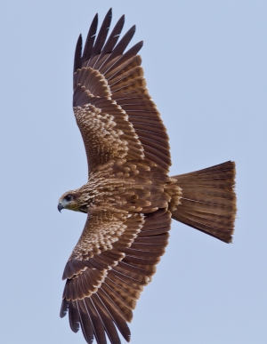 基隆港鷹式轟炸機--黑鳶
