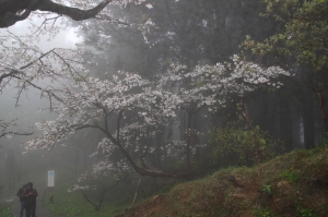 請問如何有效除霧呢?