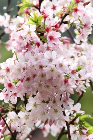 2012 陽明山花季