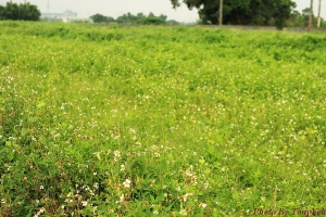 我在鄉間的小路上 - 天氣情  ~~