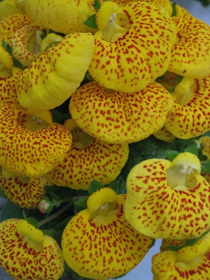 花卉隨拍