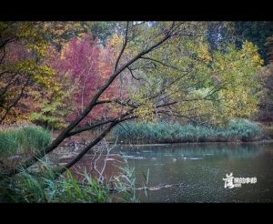 ::: Season of Fallen Leaves 落葉的季節 [下] by DV :::