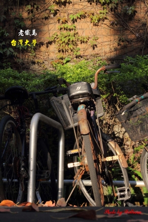 杜鵑．小女兒．台大校園