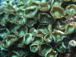 是動物不是植物