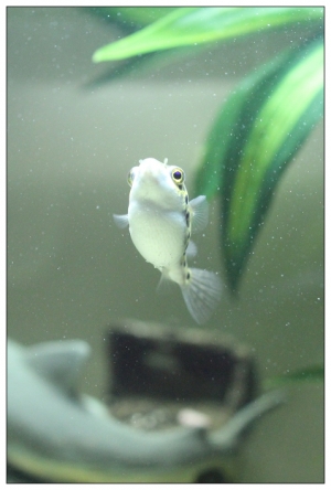 金娃娃號~起飛!