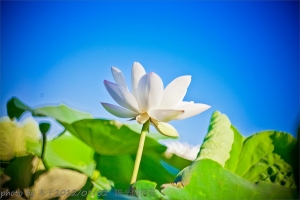 今年夏天在桃園遇見美麗荷花!