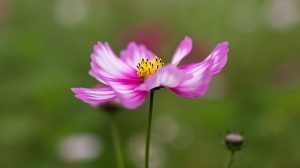 35mm f1.4&nbsp;&nbsp;解毒篇