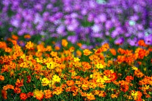 反射鏡下的花海