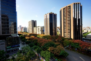 敦化南路上的台灣欒樹灑了一地的嫣紅