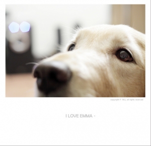 I LOVE EMMA我愛黃金獵犬我的EMMA~~