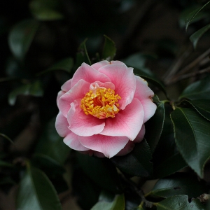 陽明山花季 T* 50 1.4