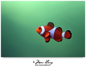 【鸿摄】Nemo 小丑鱼