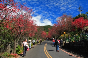 復興三路-櫻之道