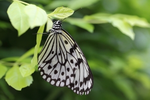 85L+100L 拍大笨蝶