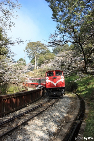 2011-03-20 阿里山。日出。櫻花
