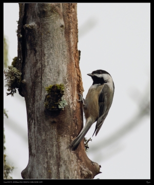 EF 400mm F5.6 Sumpfmeise 鳥14