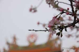 2012 天元宮 夜 吉野櫻