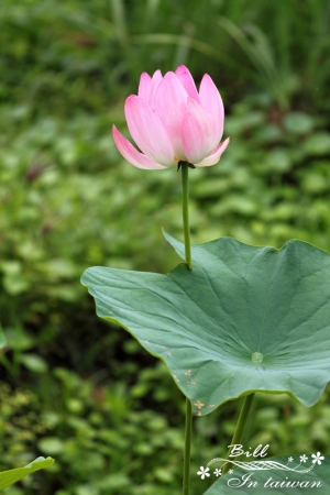 中興新村賞荷