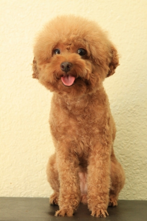 狗狗洗香香下午拍柿餅