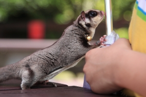 在陽明山外拍拍到密袋鼯鼠