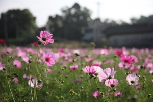 老家田裡的大波斯菊