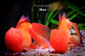金魚
