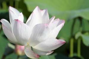 2012桃園蓮花季