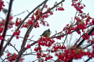 雪霸休閒農場 (第二天)