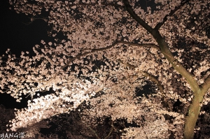 二条城夜桜