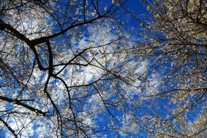 開到荼蘼花事了