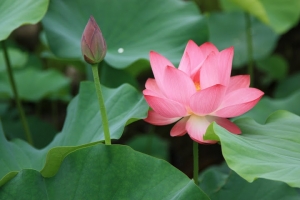 中興新村~荷花開