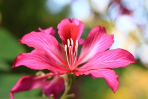 50MM F1.8 拍花 請指教