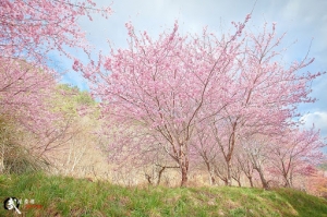 台中和平鄉 武陵舞櫻