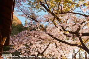 阿里山櫻花火車~