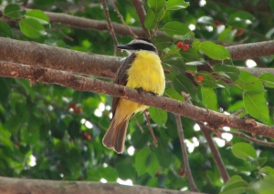 巴西看到的不知名鳥類～