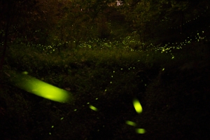 東勢林場螢火蟲