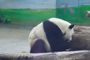 胖達打不好,結果卻打到更兇的......