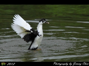 陰天打鳥練拍~~BY 好攝客