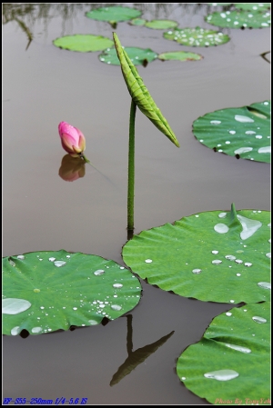這月(2012/05)PO的好少, 補篇荷花吧 ...By TONY