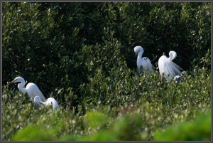 20140411 鷺鷥林之育雛