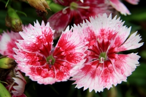 2011新竹市十八尖山賞花月