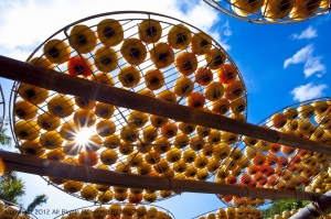 九降風起柿子紅